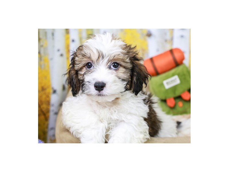 Hava Tzu-Male--2849337-Animal Kingdom | Puppies N Love