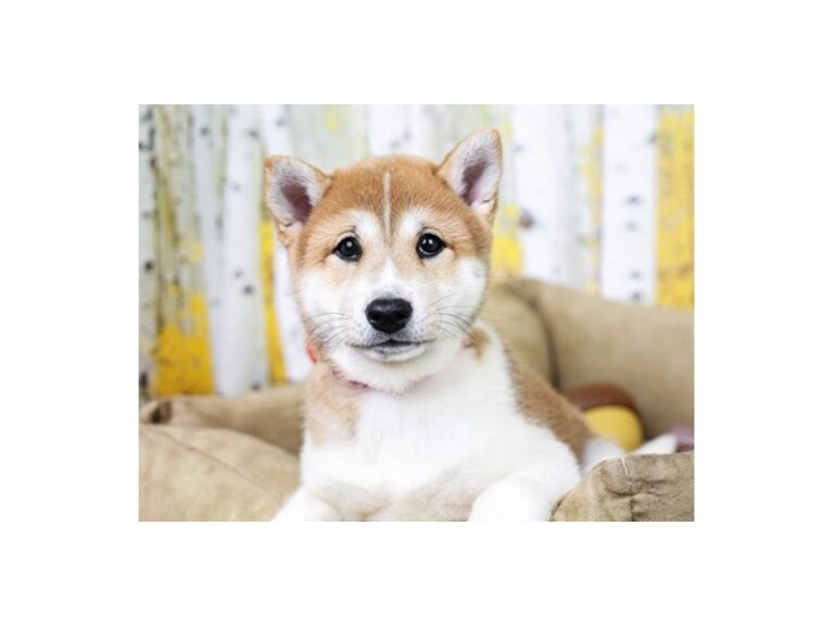 Shiba Inu