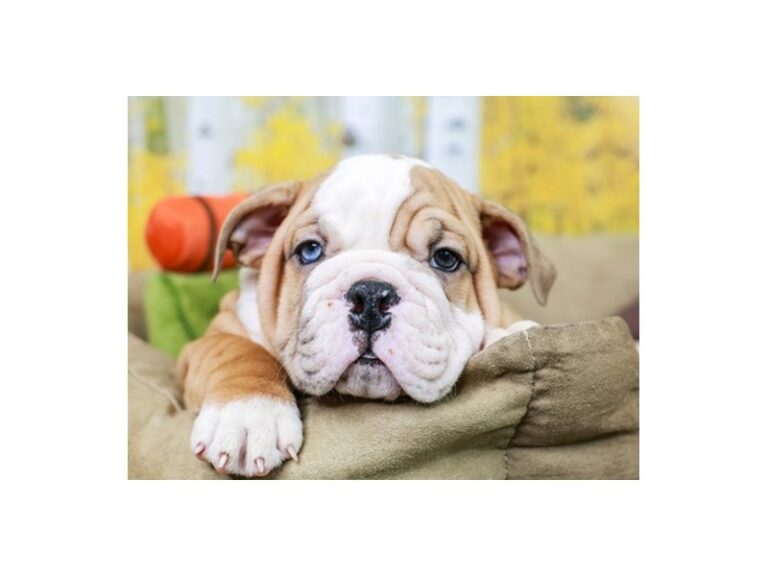 English Bulldog