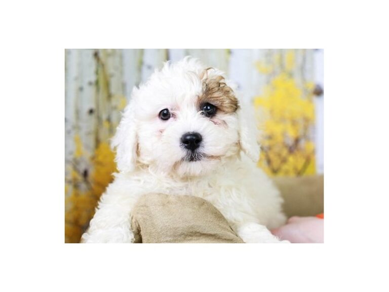 Lhasa Poo