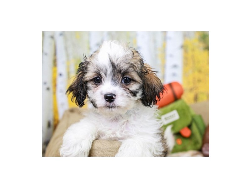 Hava Tzu-Male--2849338-Animal Kingdom | Puppies N Love