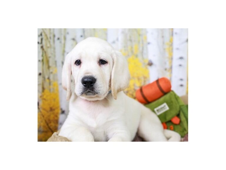 Labrador Retriever