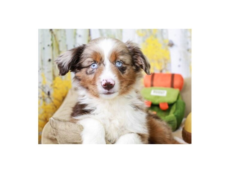 Mini Aussie