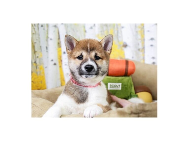 Shiba Inu