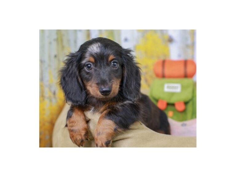 Dachshund