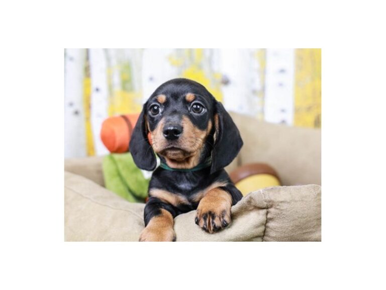 Dachshund