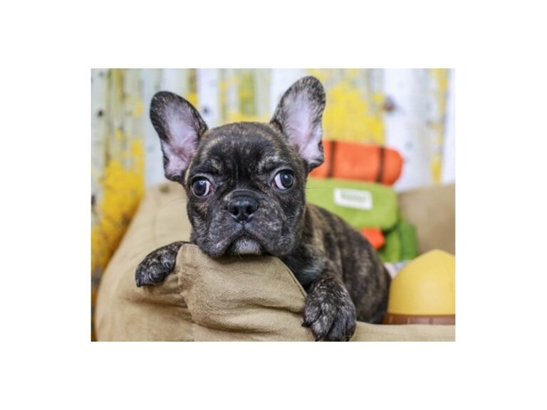 French Bulldog