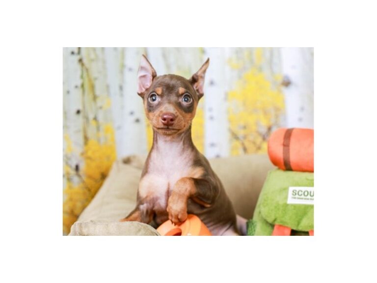 Mini Pinscher