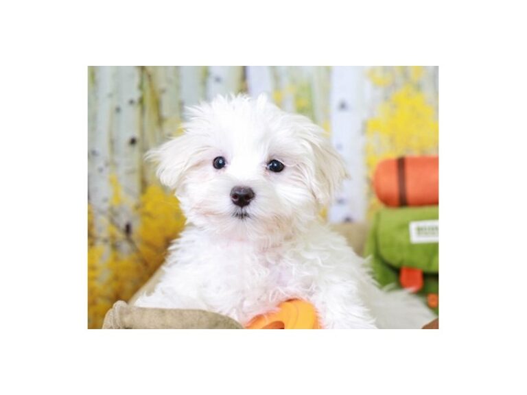 Coton De Tulear