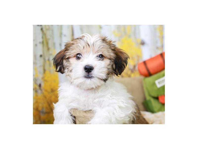 Hava Tzu-Female--2849340-Animal Kingdom | Puppies N Love