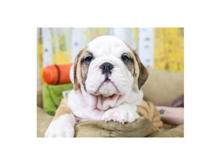 English Bulldog