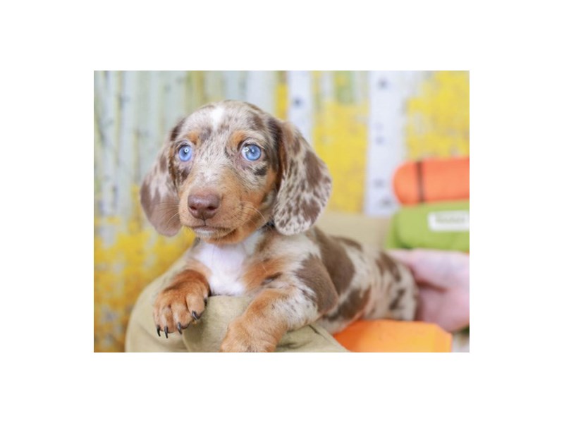 Chocolate dapple dachshund for sale deals
