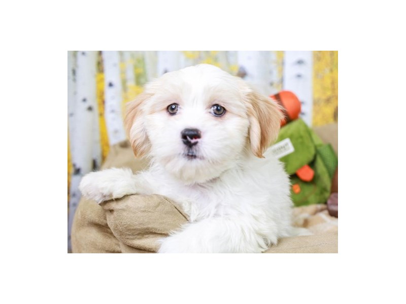 Hava Tzu-Male--2849339-Animal Kingdom | Puppies N Love