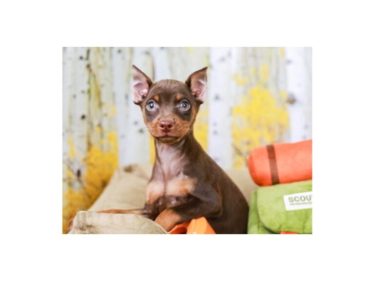 Mini Pinscher