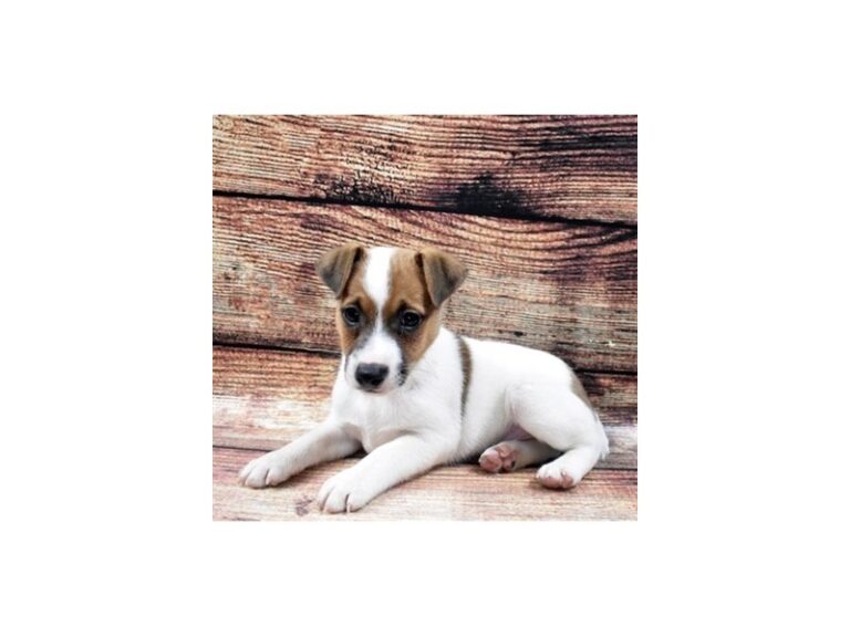 Jack Russell Terrier