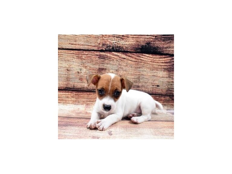 Jack Russell Terrier