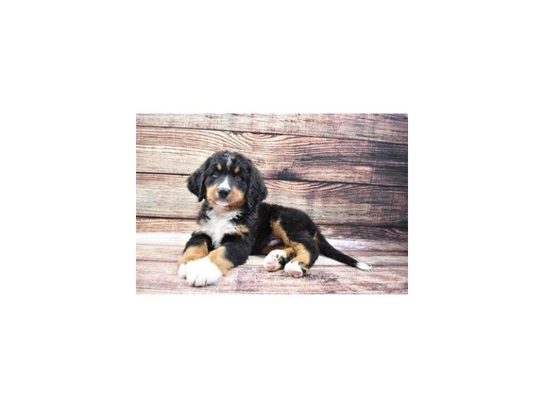 Bernese Mountain Dog