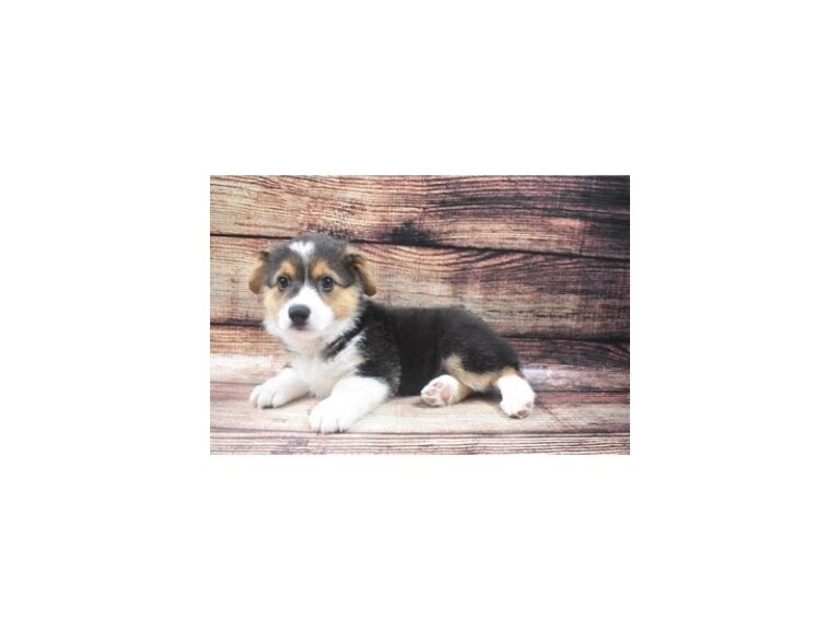 Pembroke Welsh Corgi