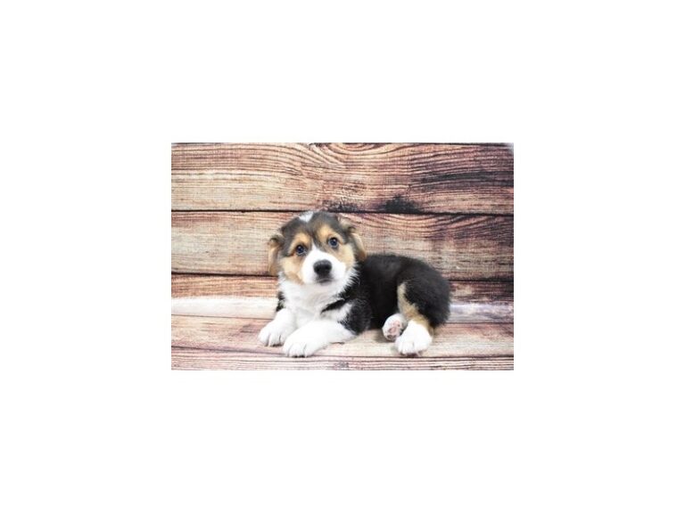 Pembroke Welsh Corgi