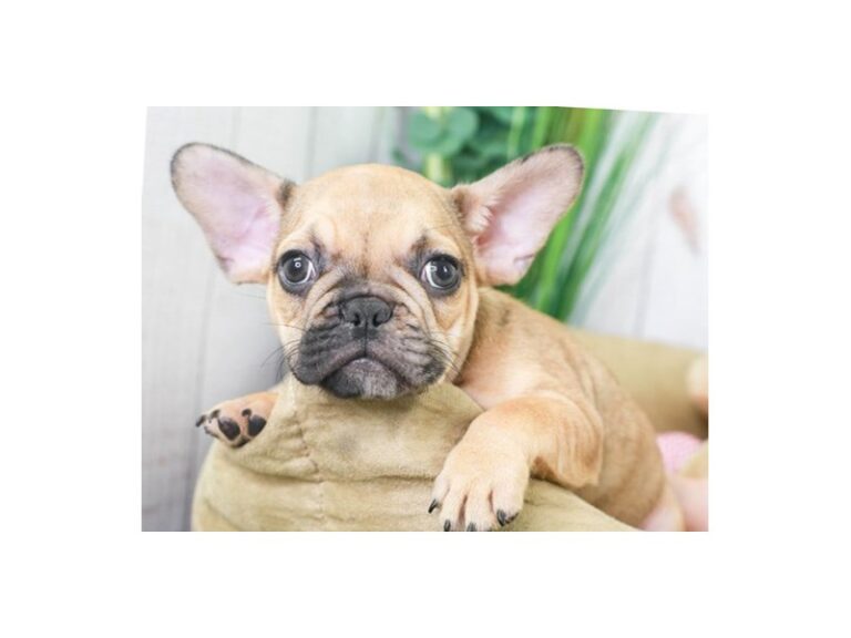 French Bulldog