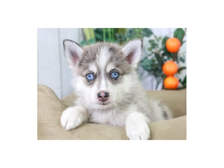 Pomsky