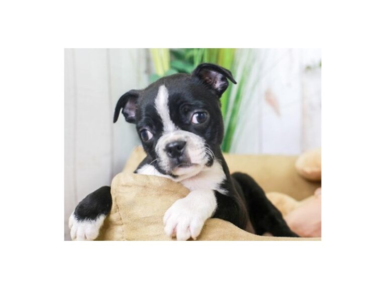 Boston Terrier
