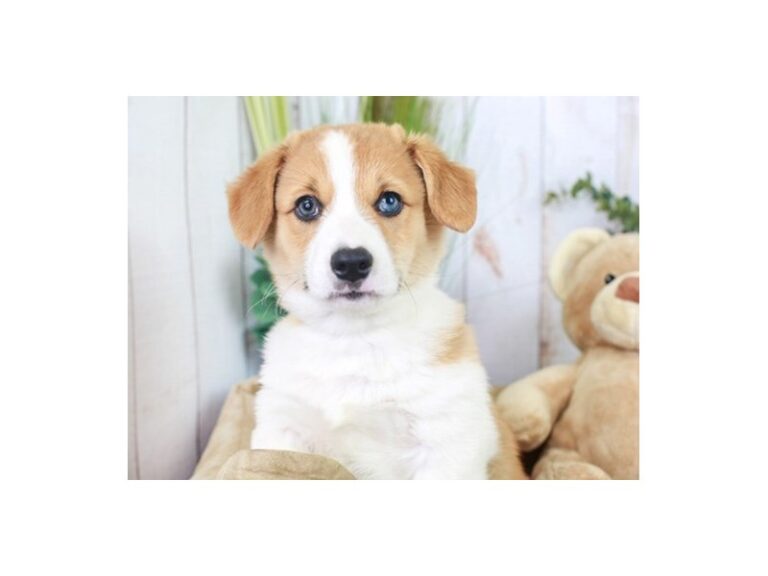 Pembroke Welsh Corgi