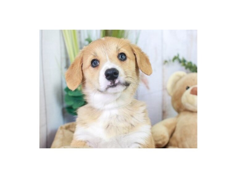 Pembroke Welsh Corgi