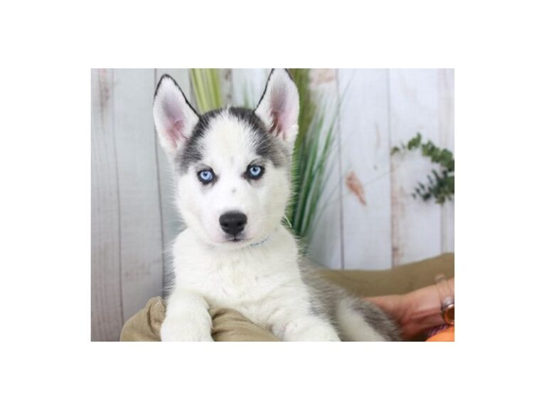 Siberian Husky