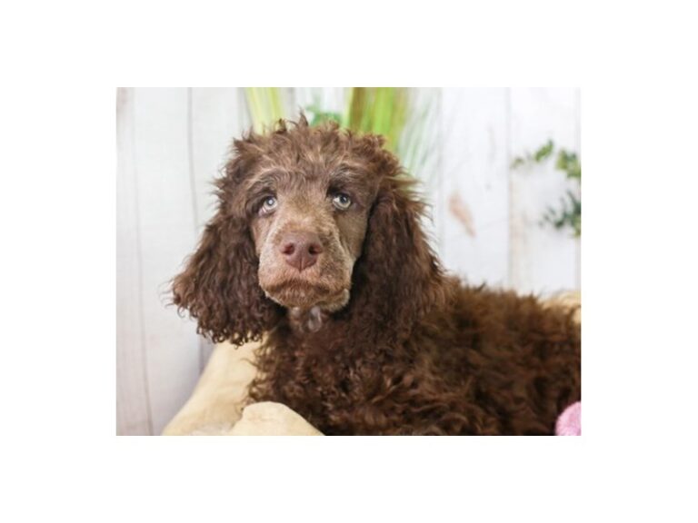 Standard Poodle