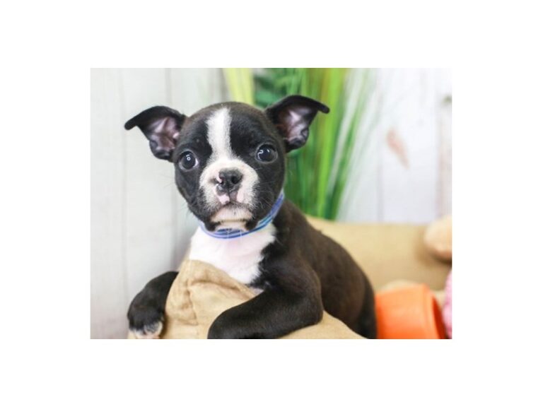 Boston Terrier