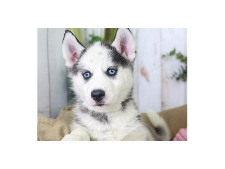 Siberian Husky