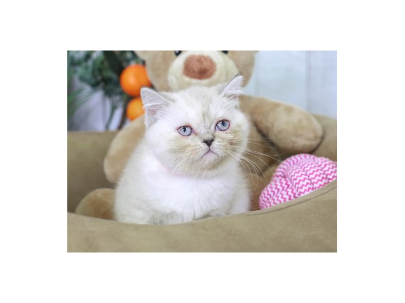 Exotic-Female--2856796-Animal Kingdom | Puppies N Love