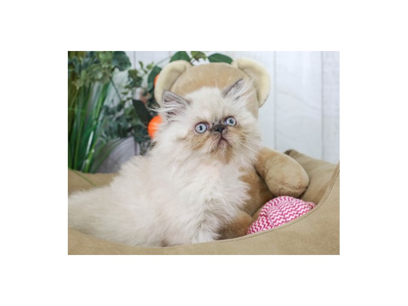 Exotic-Male--2856795-Animal Kingdom | Puppies N Love