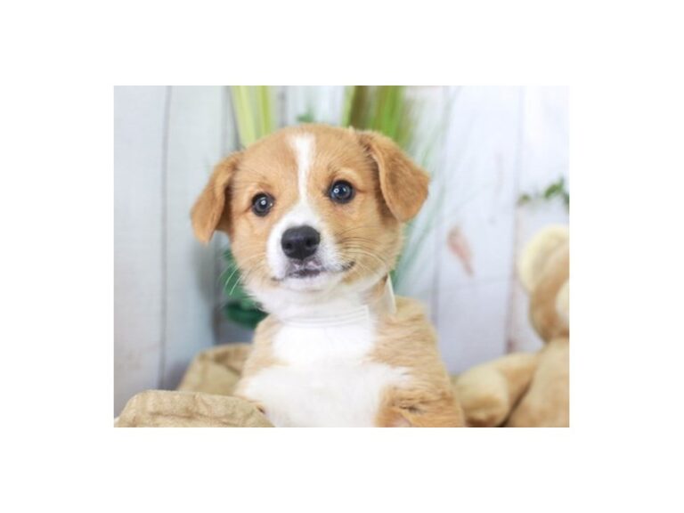 Pembroke Welsh Corgi