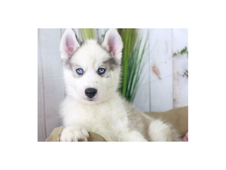 Siberian Husky