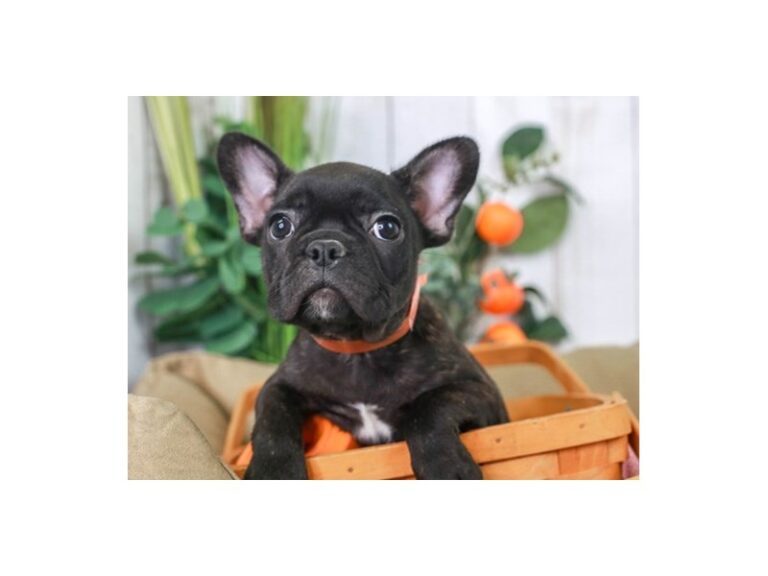 French Bulldog