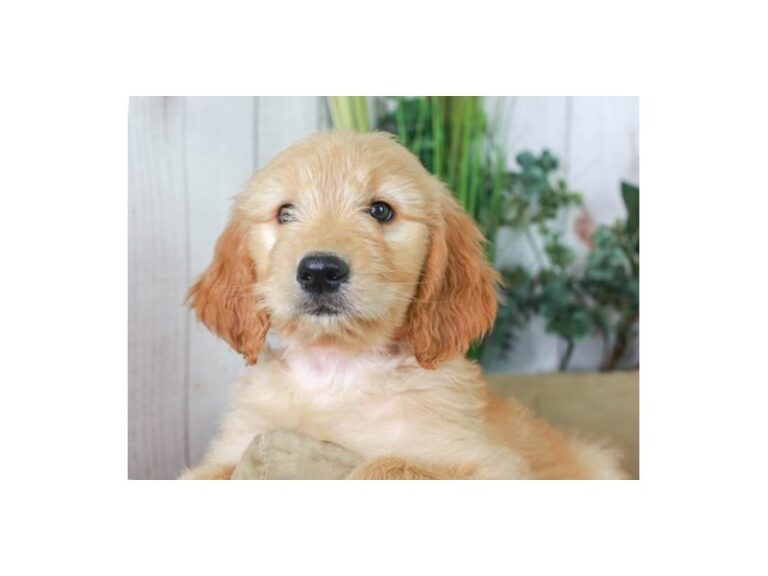 Goldendoodle