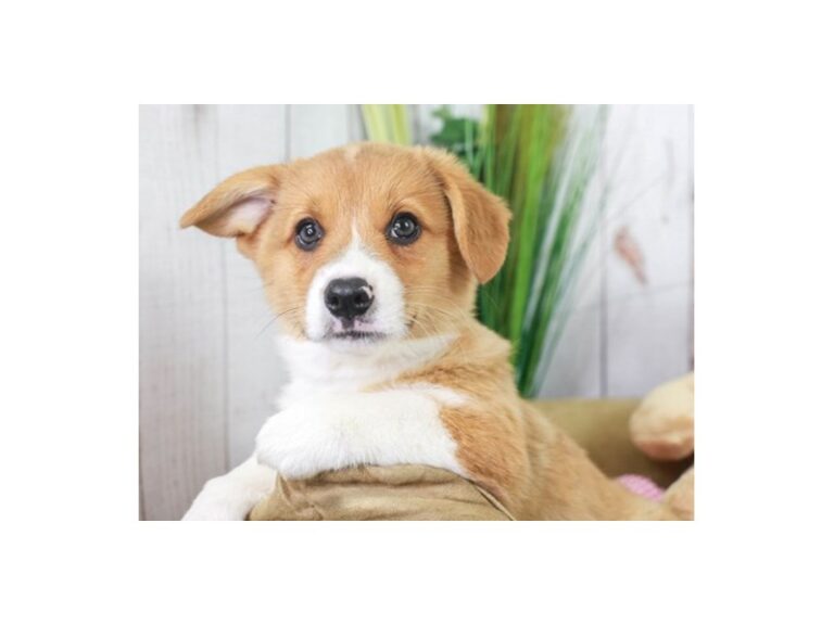 Pembroke Welsh Corgi