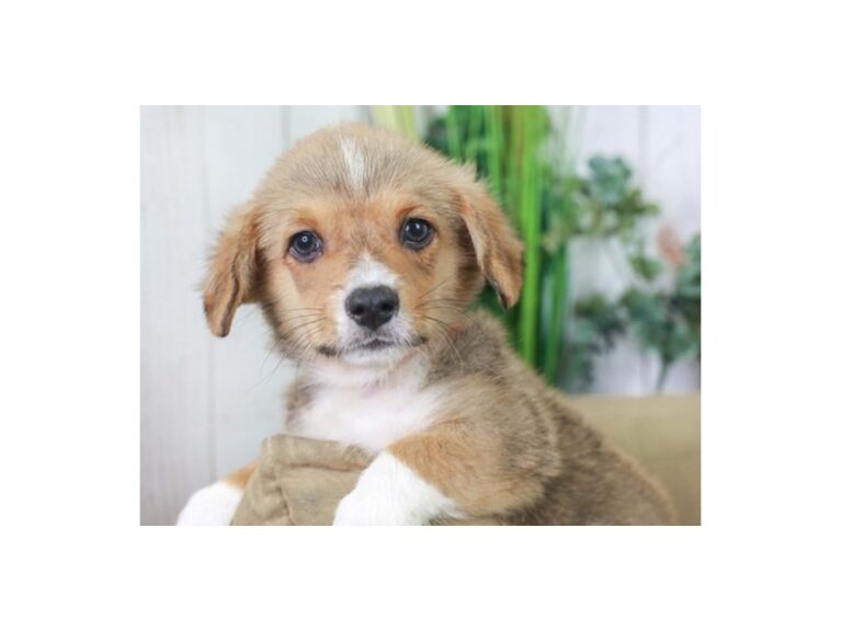 Pembroke Welsh Corgi