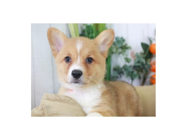 Pembroke Welsh Corgi