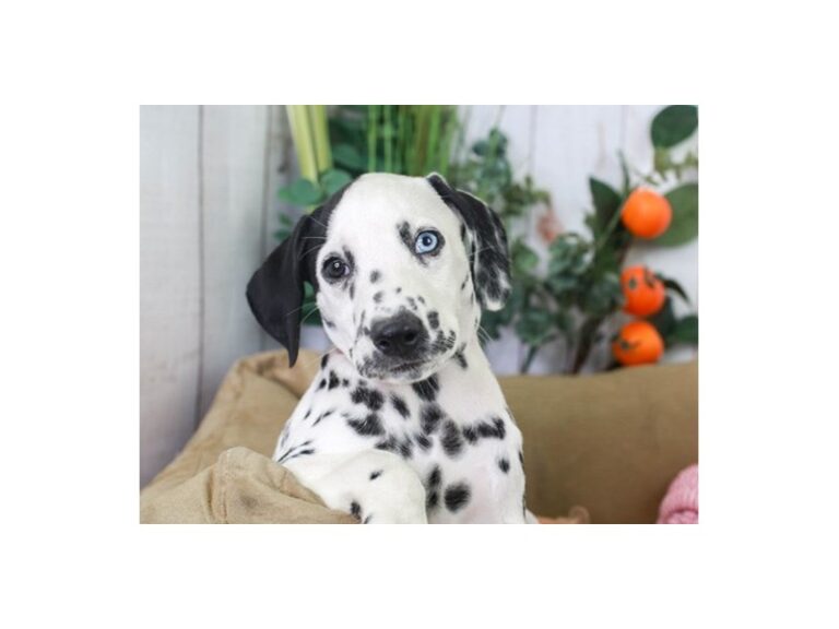Dalmatian
