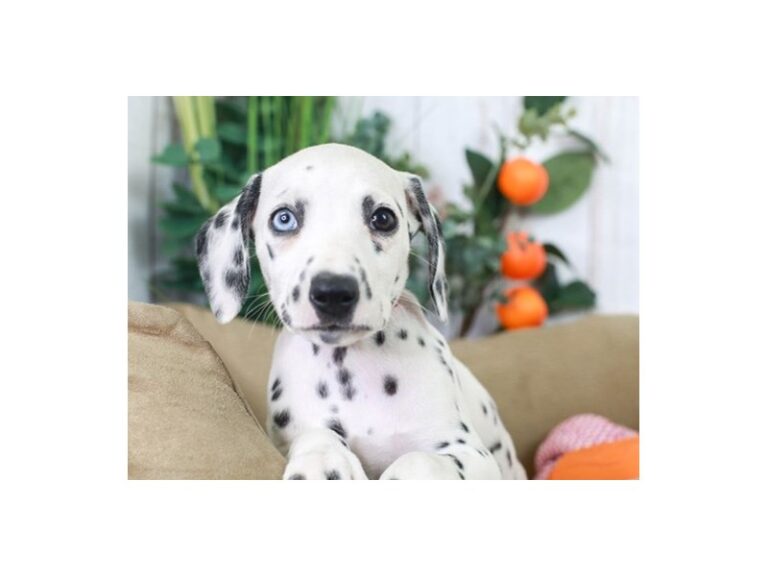 Dalmatian