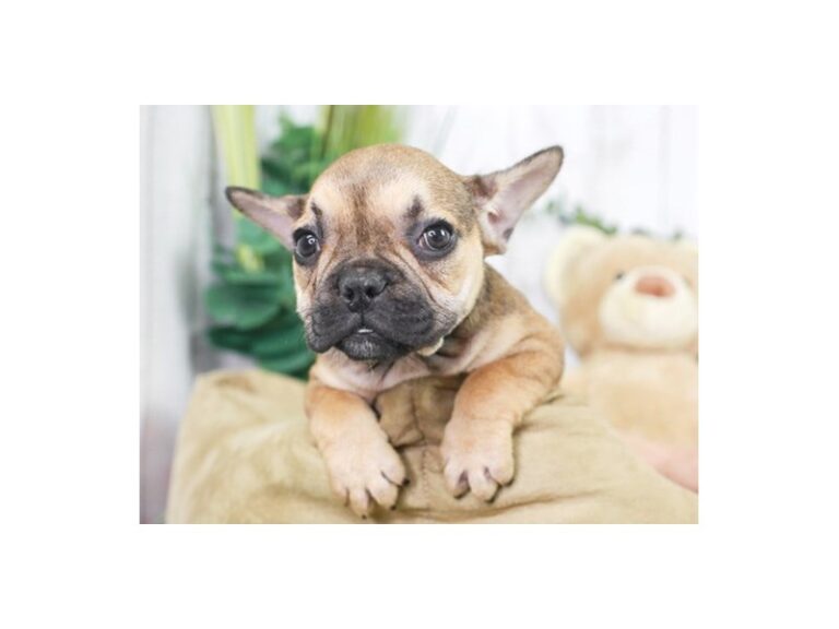 French Bulldog