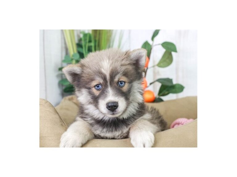 Pomsky