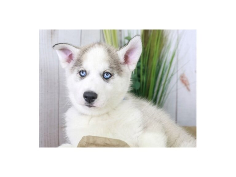 Siberian Husky