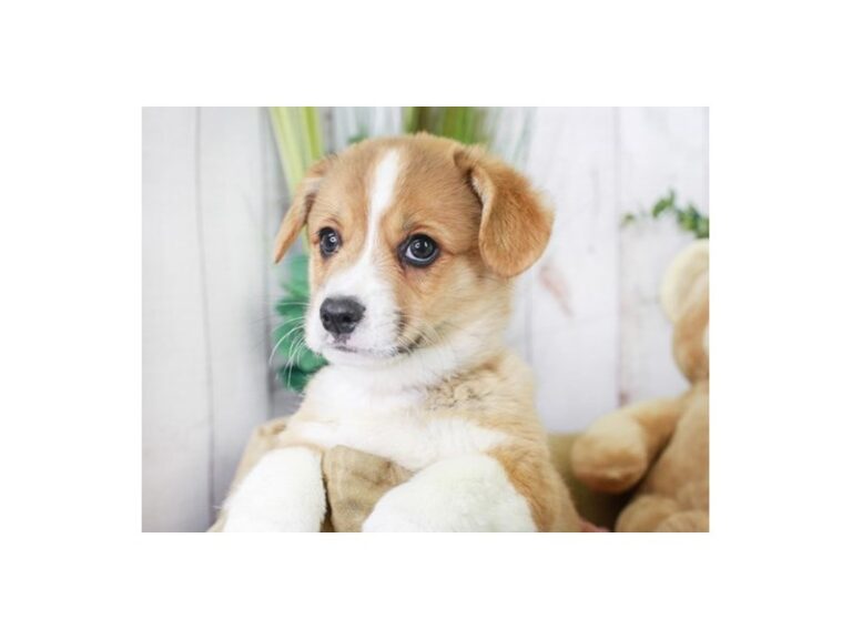 Pembroke Welsh Corgi