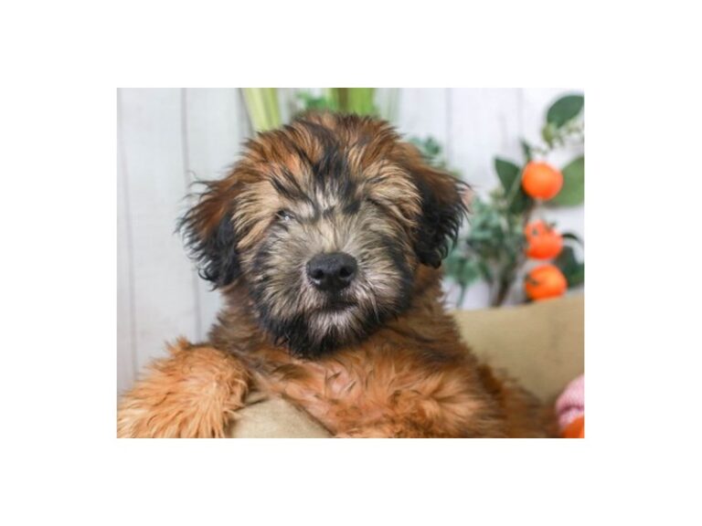 Soft Coated Wheaten Terrier