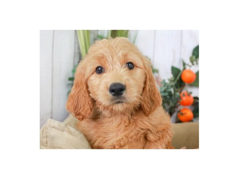 Goldendoodle