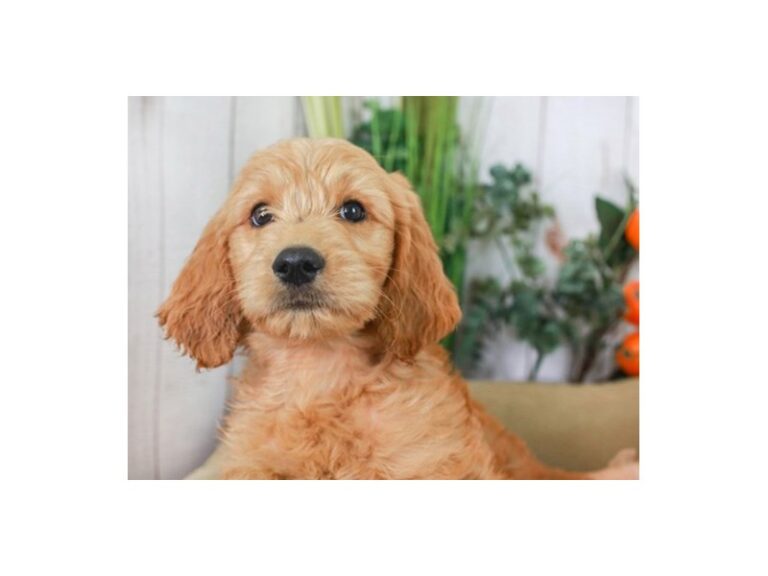 Goldendoodle
